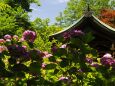 本土寺の紫陽花