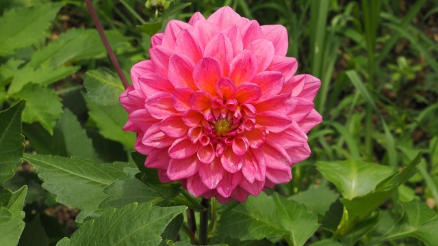 長居植物園のダリア