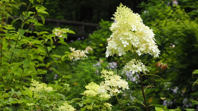 長居植物園の紫陽花