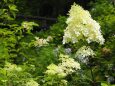 長居植物園の紫陽花