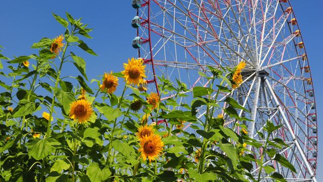 葛西臨海公園の向日葵と観覧車