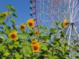 葛西臨海公園の向日葵と観覧車