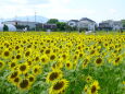 ひまわり満開 ひょうたん島公園