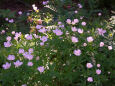 北海道ガーデンの花