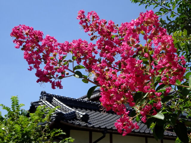 夏の青空に百日紅の花