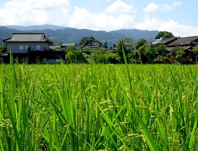 暑い毎日でも垂れ始めた稲の穂