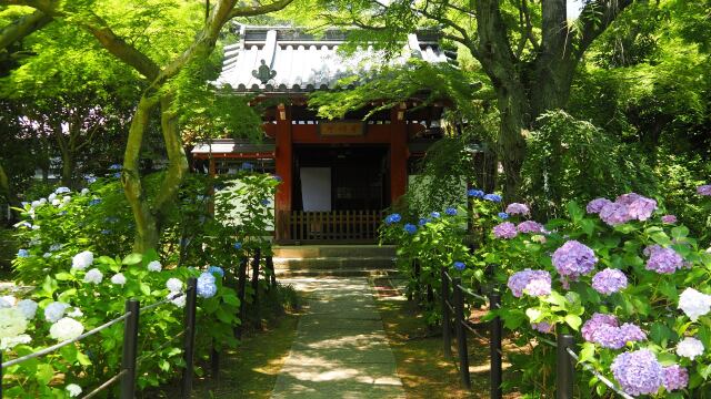 本土寺の紫陽花