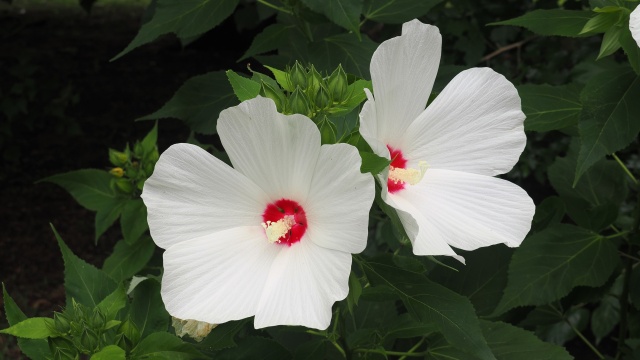 長居植物園のアメリカフヨウ