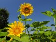 葛西臨海公園の向日葵