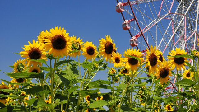 葛西臨海公園の向日葵と観覧車