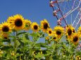 葛西臨海公園の向日葵と観覧車