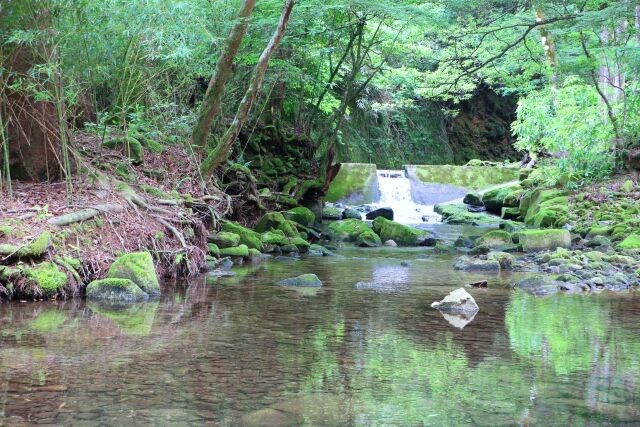 夏の清流