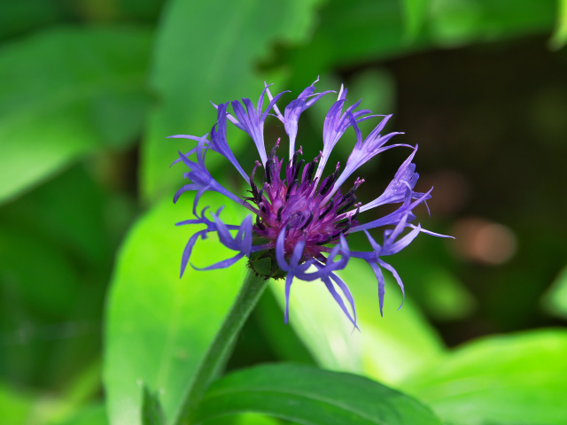 北海道ガーデンの花