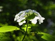 本土寺の紫陽花