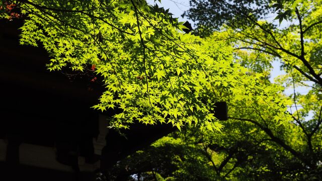 本土寺の青もみじ