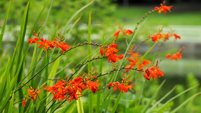 長居植物園の姫檜扇水仙