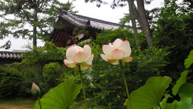 唐招提寺の蓮