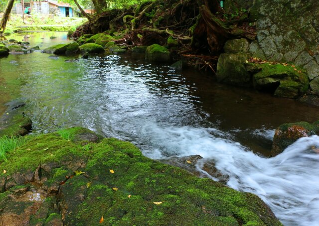 夏の清流