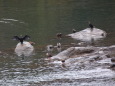 水鳥達の宴会