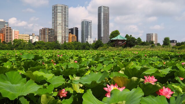 夏の不忍池