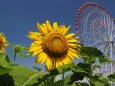 葛西臨海公園の向日葵と観覧車