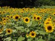 葛西臨海公園の向日葵