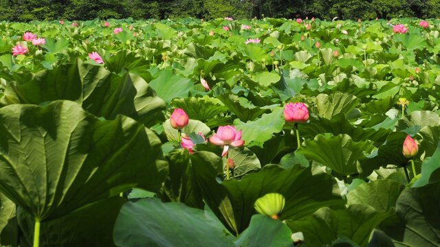 不忍池の蓮