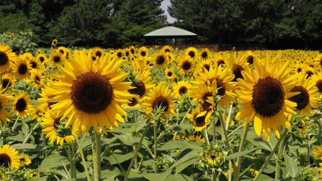 葛西臨海公園の向日葵