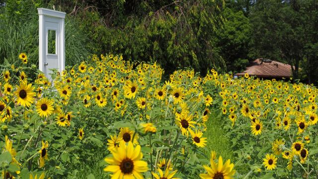 昭和記念公園の向日葵