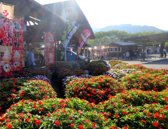 花いっぱいの道の駅