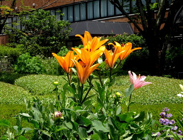 公園のユリの花