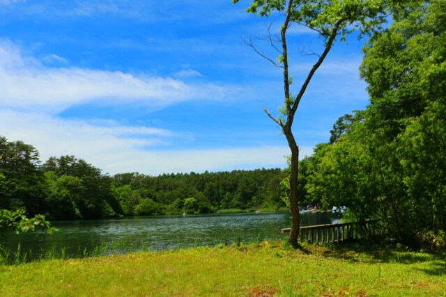 夏の水辺