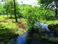 夏の清流