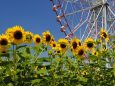 葛西臨海公園の向日葵