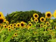 葛西臨海公園の向日葵