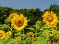 葛西臨海公園の向日葵