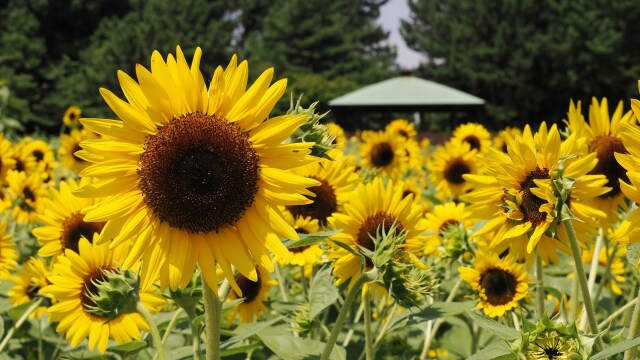 葛西臨海公園の向日葵