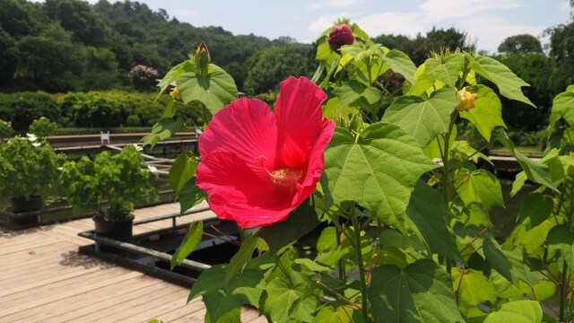 あしかがフラワーパークの芙蓉