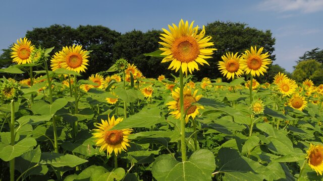 昭和記念公園の向日葵