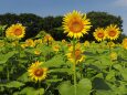 昭和記念公園の向日葵