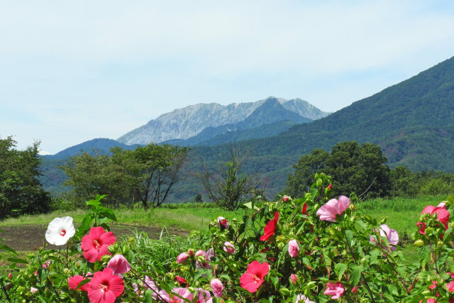 晩夏の高原 ムクゲと大山