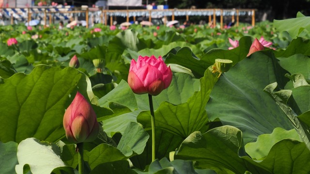 不忍池の蓮