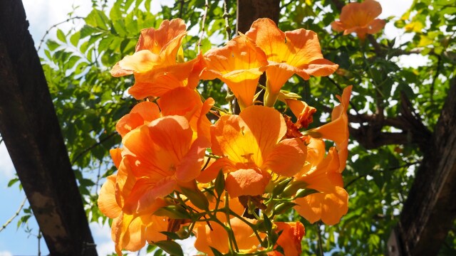 馬見丘陵公園の凌霄花