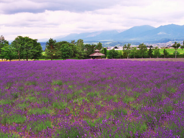 北海道ガーデン