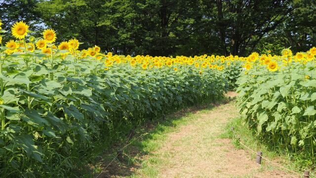 昭和記念公園の向日葵