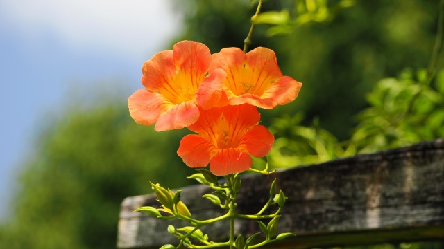 馬見丘陵公園の凌霄花