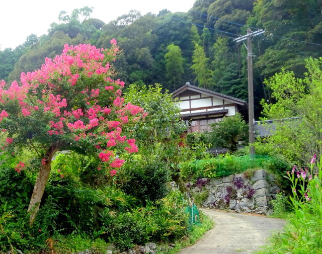 百日紅が咲いている山村の小道