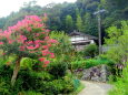 百日紅が咲いている山村の小道