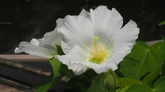 あしかがフラワーパークの芙蓉