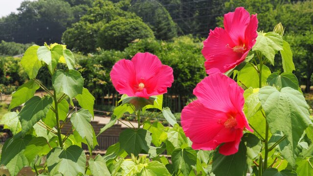 あしかがフラワーパークの芙蓉